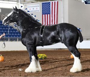 Shire Royal Knight's Supreme Prince William at KILE Best of Breed