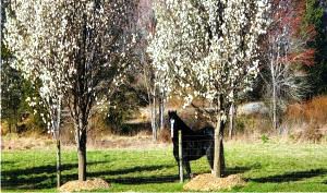 Shire Royal View Sensational Thomas