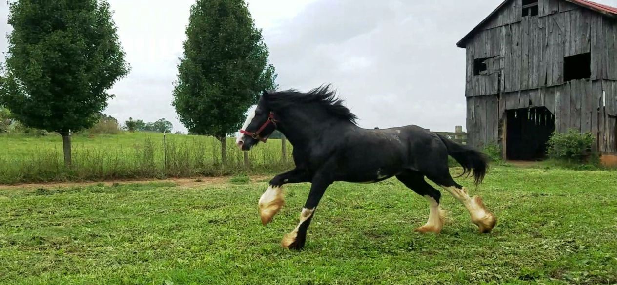 Hillmoor Black Supreme