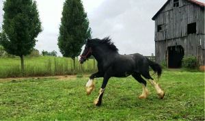 Hillmoor Black Supreme