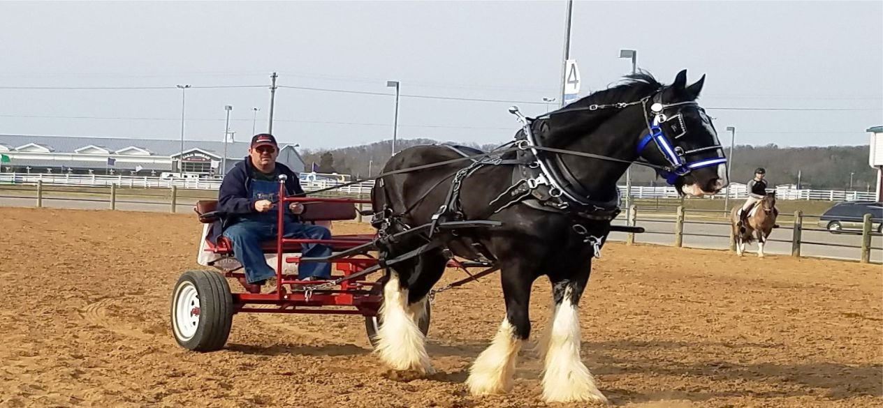 Shire Black Park Sensation