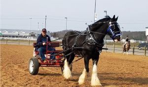 Shire Black Park Sensation