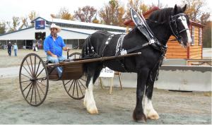 Shire Royal View Sensational Thomas