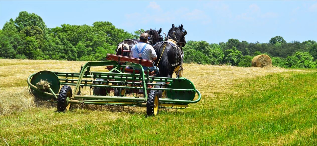 Raking Hay