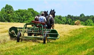 Raking Hay