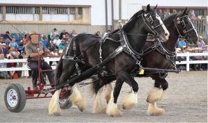 Shires at Horse Progress Days