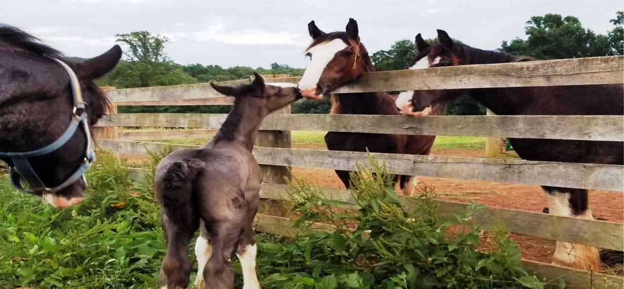 Shire Baby Royal Knight's Supreme Prince William