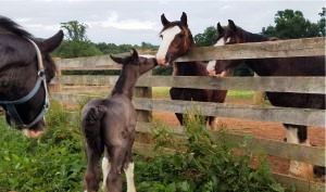 Shire Baby Royal Knight's Supreme Prince William