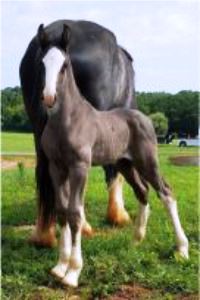 Shire Baby Royal Knight's Supreme Prince William