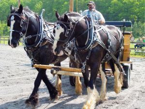 Shires at Show