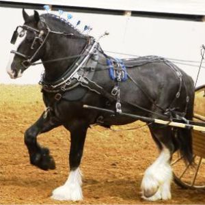 Shire Royal View Sensational Thomas in Cart