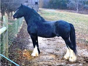 Shire Royal View Sensational Thomas in Pasture