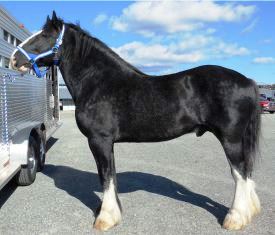 Shire Royal View Sensational Thomas